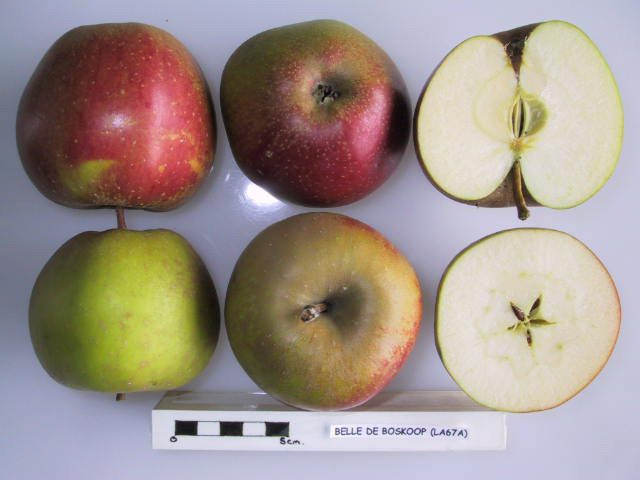 plaatje niet gevonden