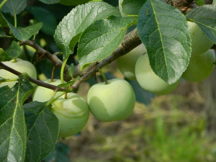 plaatje niet gevonden